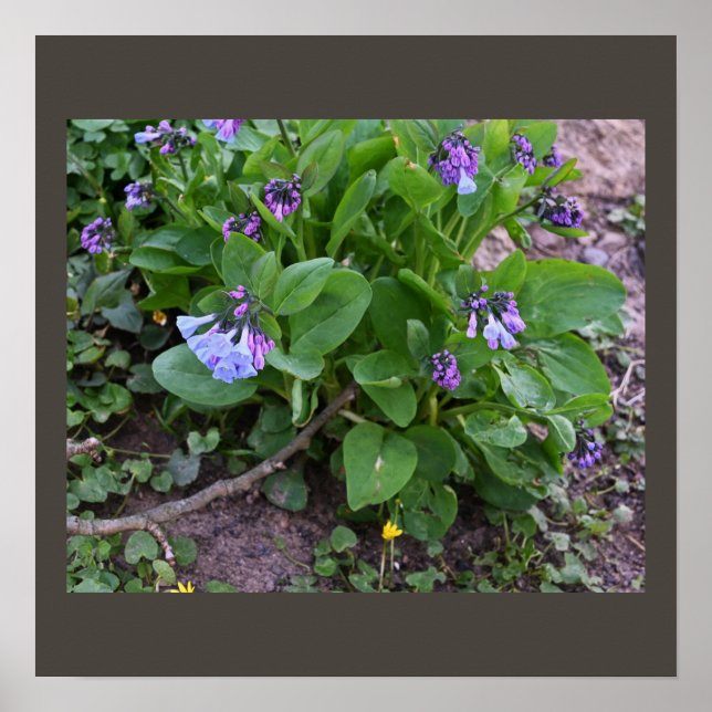 Poster Fleur sauvage violet (Devant)