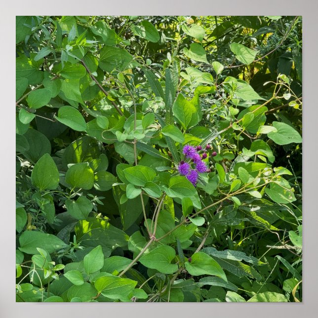 Poster Fleur sauvage violet (Devant)