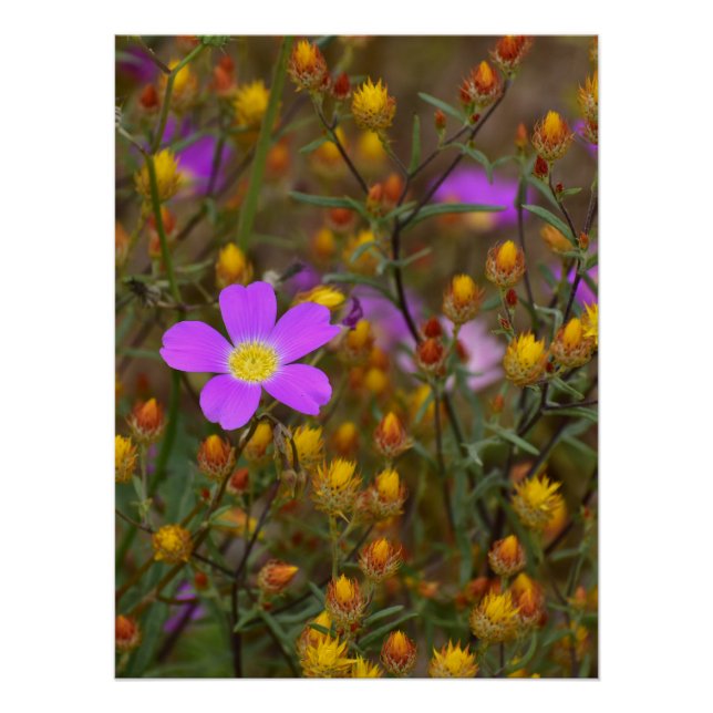 Poster Fleur Sauvage Violette – Symphonie de Couleurs de  (Devant)