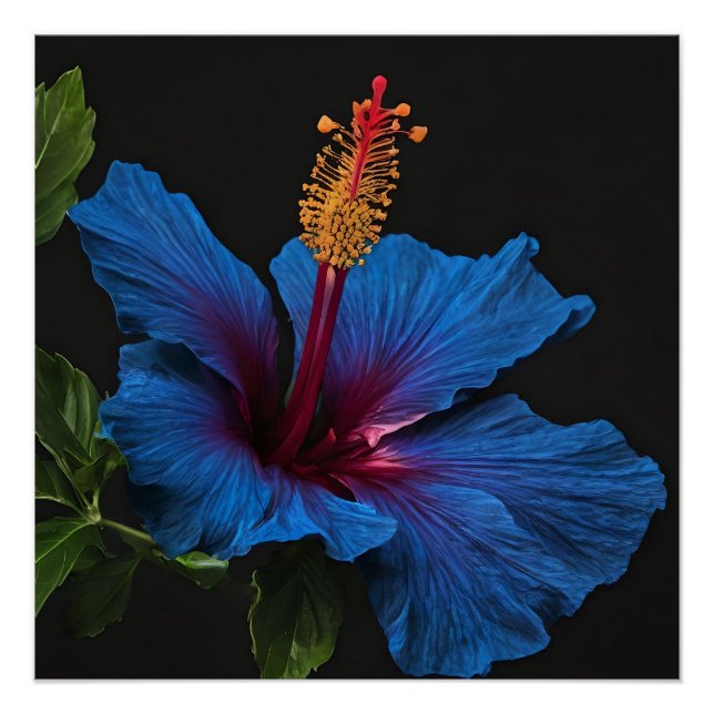 Poster "Fleur Serene : La beauté des fleurs d'Hibiscus bl (Devant)