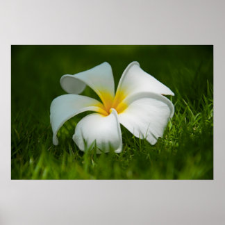 Poster fleur solitaire