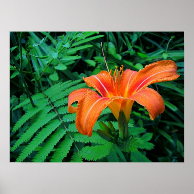 Poster Fleur tropicale orange (Devant)