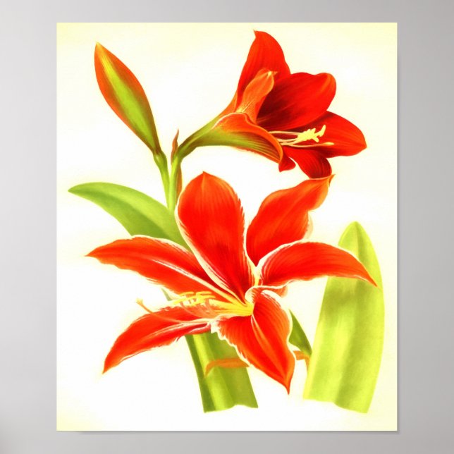 Poster Fleur vintage Amaryllis (Devant)