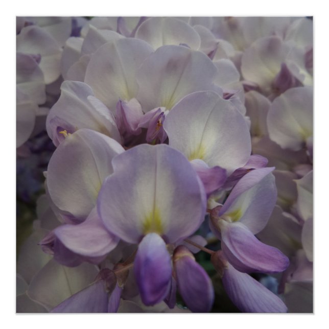 Poster Fleur violette 20" x 20", Papier d'affiche, Semi-b (Devant)