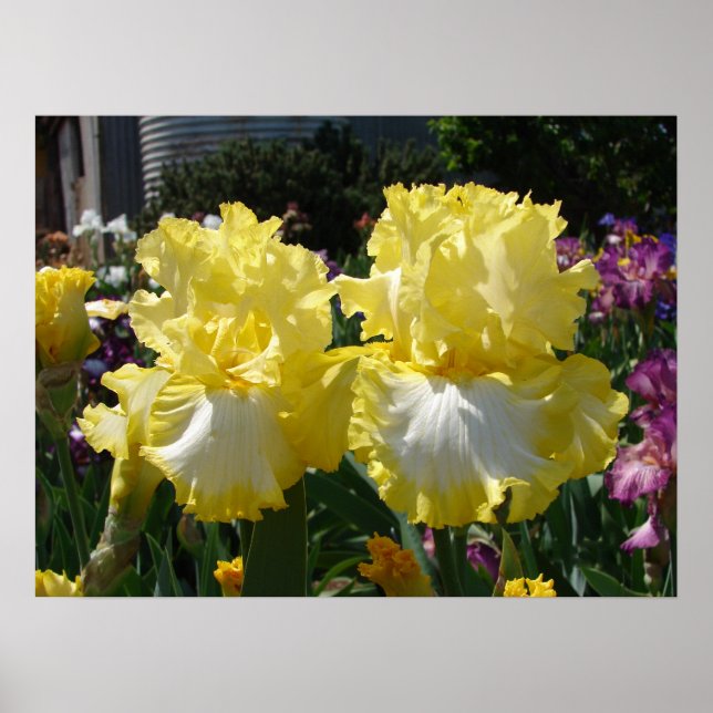 Poster fleuri Iris Irises aux rayures jaunes (Devant)