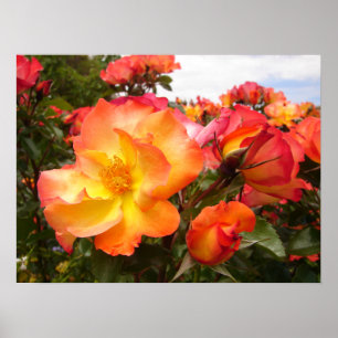 Poster fleuri Rose Fleurs orange jaune rose rouge