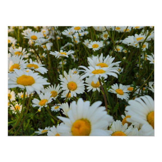 Poster Fleurs (Devant)