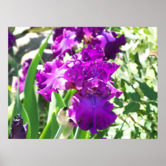 Poster fleurs