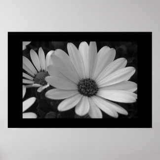 Poster Fleurs B&W