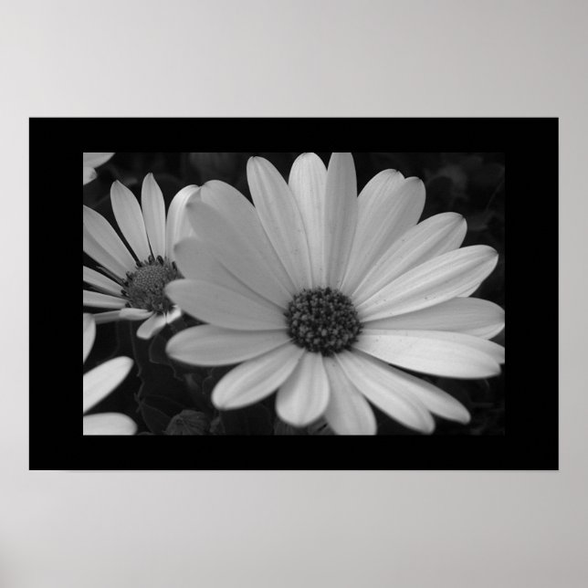 Poster Fleurs B&W (Devant)