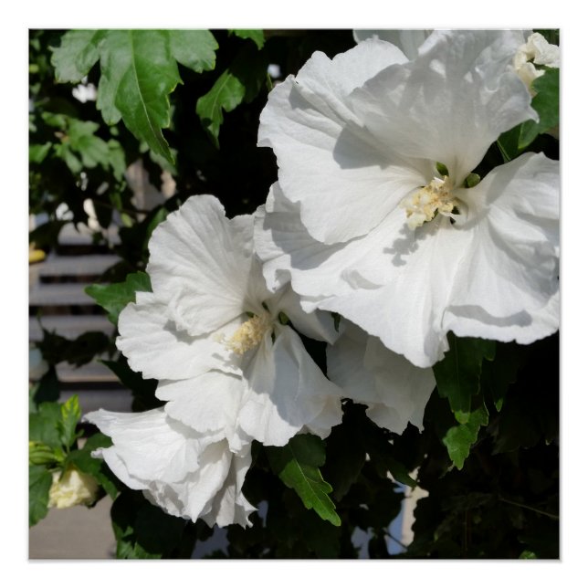 Poster fleurs blanches accueillantes (Devant)