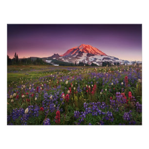 Poster Fleurs colorées dans le parc national Rainier