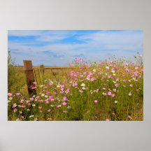 Fleurs Cosmos dans le champ
