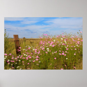 Poster Fleurs Cosmos dans le champ