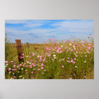 Poster Fleurs Cosmos dans le champ