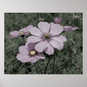Poster Fleurs Cosmos rose Vintage Couleur partielle