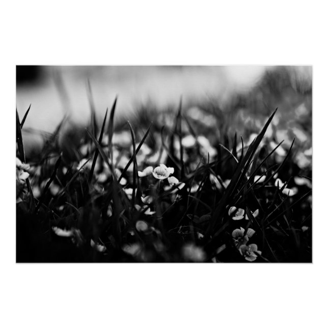 Poster Fleurs dans le champ au printemps (Devant)