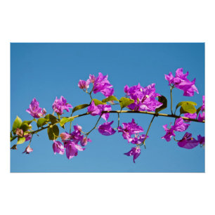 Poster Fleurs de Bougainvilliers