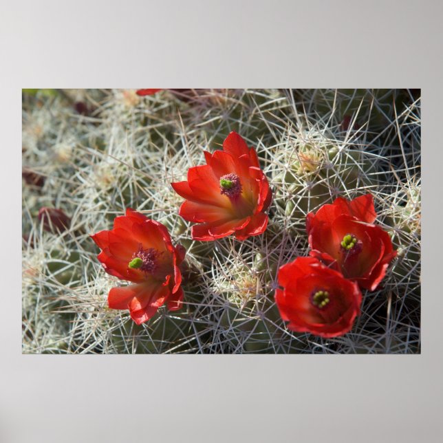 Poster Fleurs de cactus (Devant)