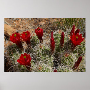 Poster fleurs de cactus Claret Cup 2