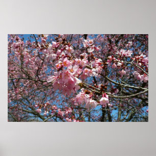 Poster Fleurs de cerisier et fleurs de printemps roses d'