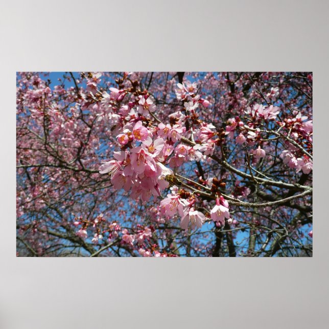Poster Fleurs de cerisier et fleurs de printemps roses d' (Devant)