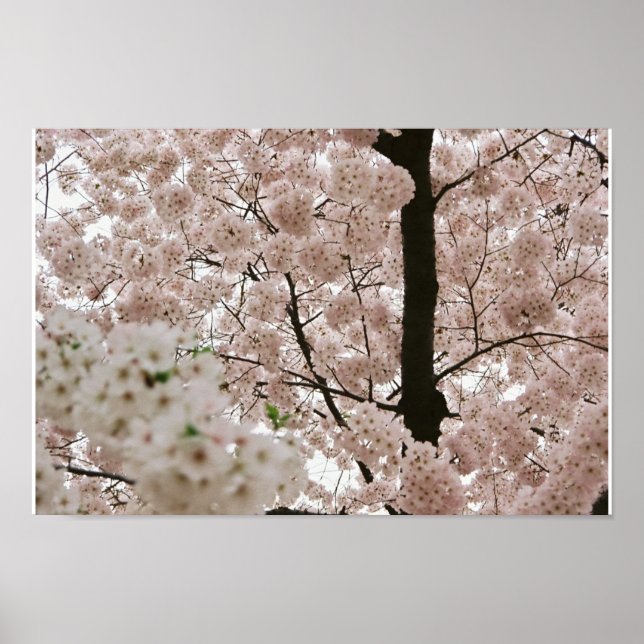 Poster Fleurs de cerisiers 1 (Devant)