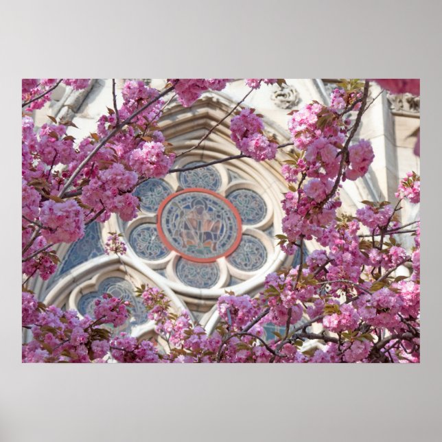 Poster Fleurs de cerisiers roses (Devant)