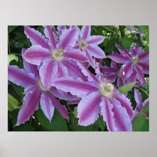 POSTER - Fleurs de Clematis au printemps au Royaum (Devant)