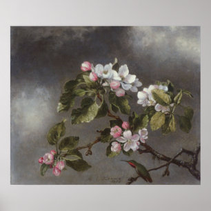 Poster Fleurs de colibri et de pomme Martin J. Heade