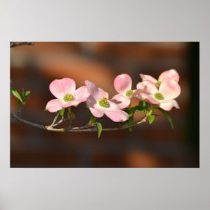 Poster Fleurs de Dogwood Rose