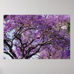 Poster Fleurs de fleur d'arbre de Jacaranda au printemps