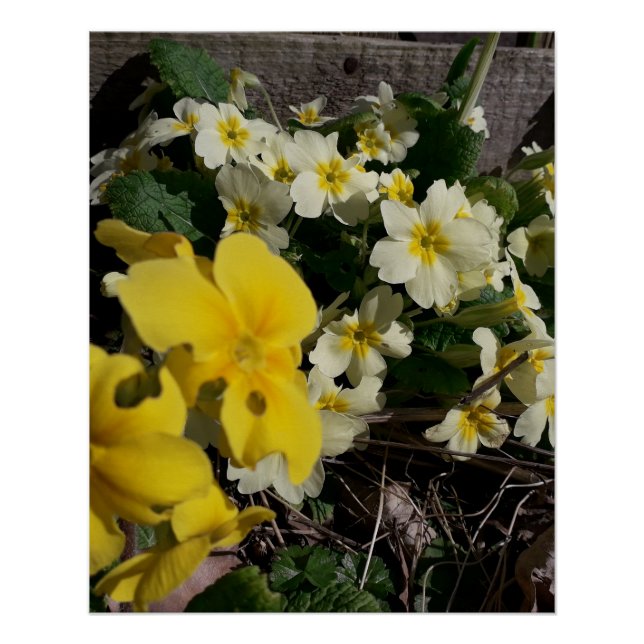 Poster Fleurs de jardin blanches et jaunes (Devant)