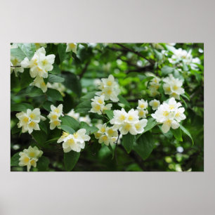 Poster Fleurs de jasmin dans le jardin