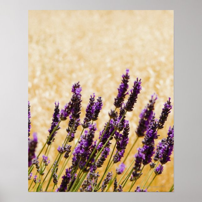 Poster Fleurs de lavande dans un champ, province de Sienn (Devant)