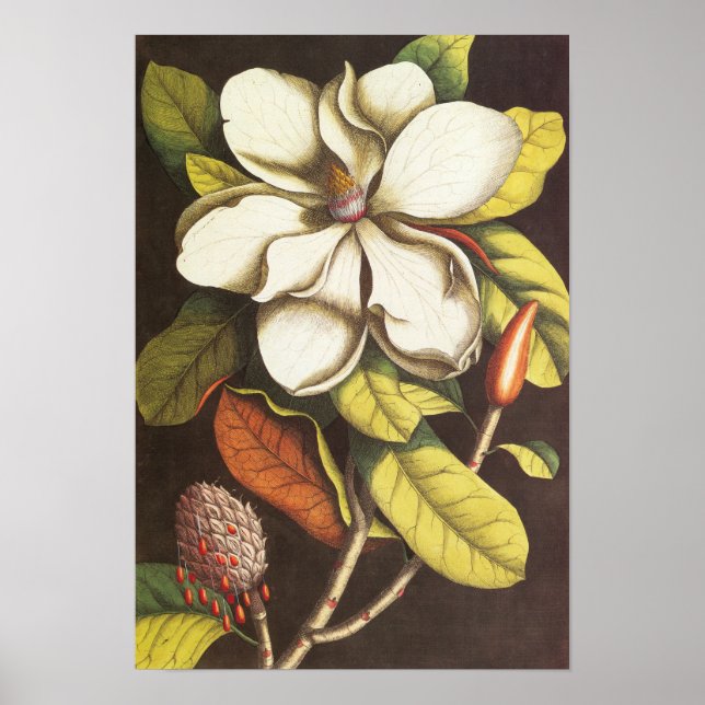 Poster Fleurs de magnolia vintage avec graines (Devant)