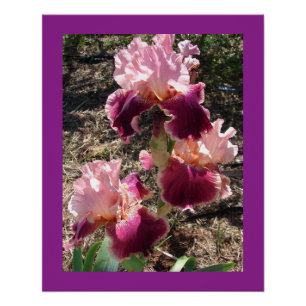 Poster Fleurs de marron Floral Iris Irises Carte de fête