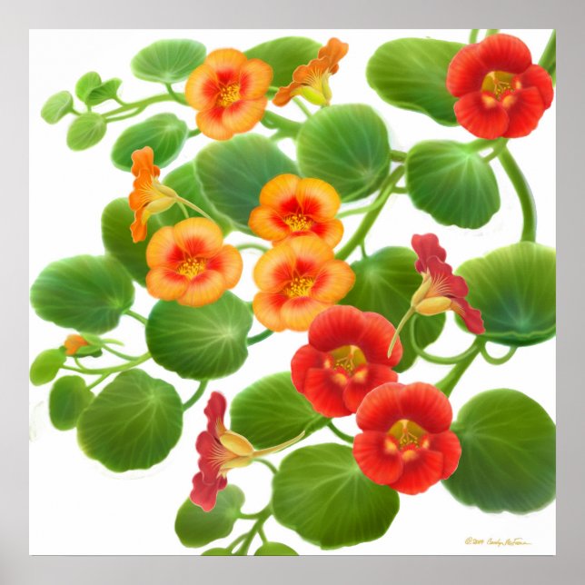 Poster Fleurs de Nasturtium du jardin Imprimer (Devant)