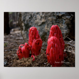 Poster Fleurs de neige