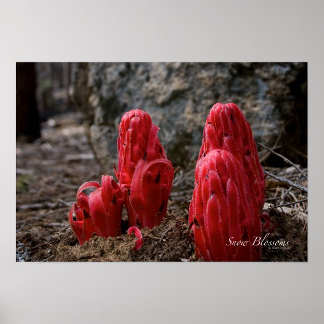 Poster Fleurs de neige (Devant)