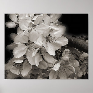Poster Fleurs De Printemps En Noir Et Blanc
