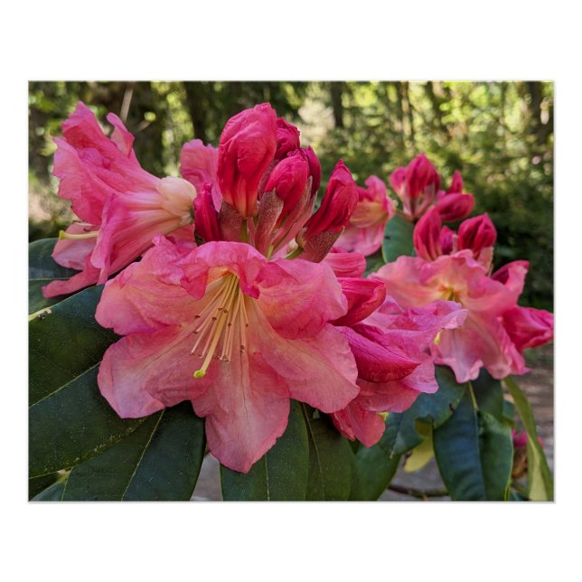Poster Fleurs de Rhododendron Rose (Devant)