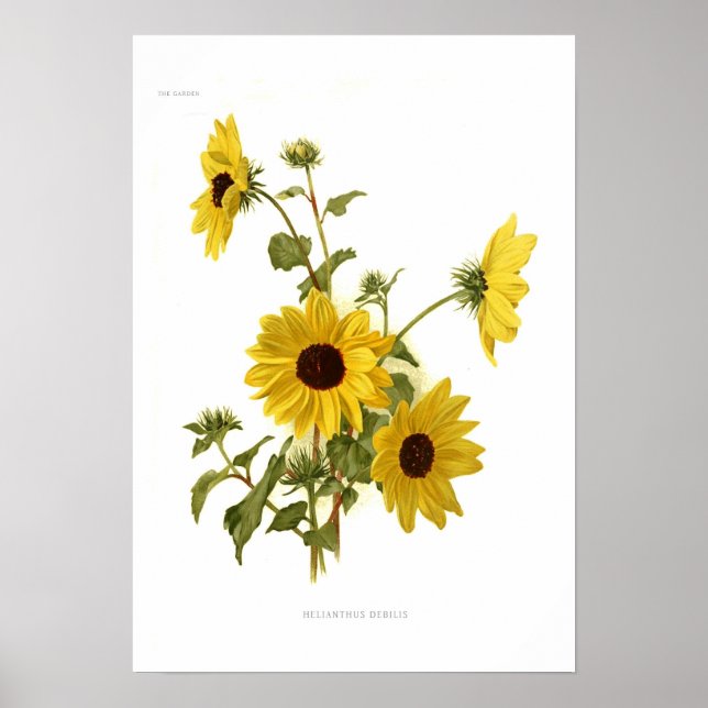 Poster Fleurs de soleil (Devant)