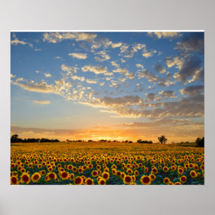 Poster Fleurs de soleil au coucher du soleil