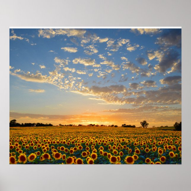 Poster Fleurs de soleil au coucher du soleil (Devant)