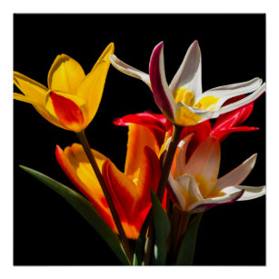 Poster Fleurs de tulipe contre arrière - plan noir