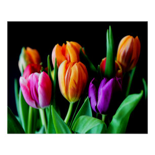 Poster Fleurs de tulipes multicolores avec Arrière - plan