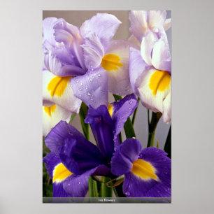 Poster Fleurs d'iris