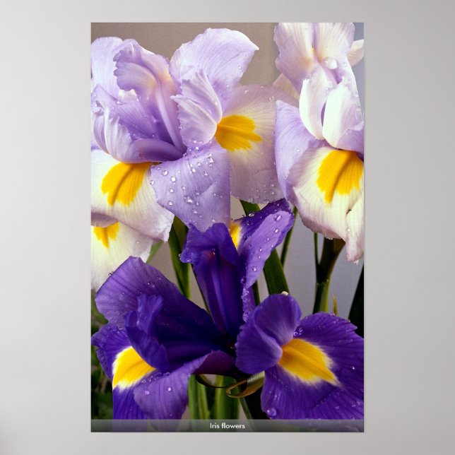 Poster Fleurs d'Iris (Devant)