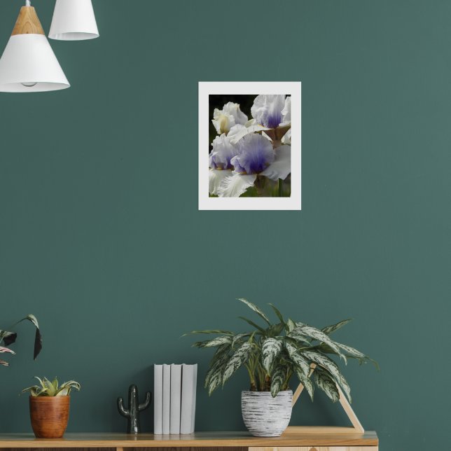 Poster Fleurs d'iris blanches et violettes (Salon 1)